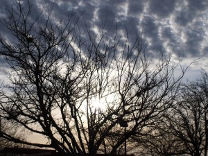 Sun coming through a tree on TX morning