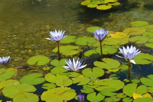 Water Lilies at the Getty Villa in Los Angeles