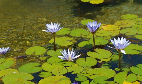 Water Lilies at the Getty Villa in Los Angeles