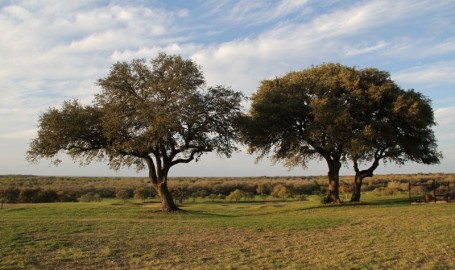 Two Trees in Texas