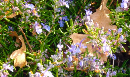 Rosemary in bloom.