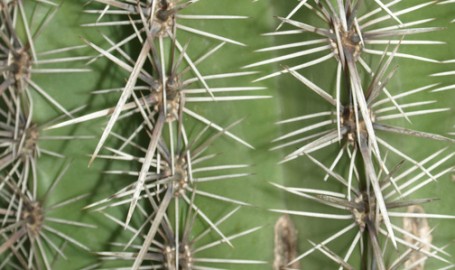 Close-up of cactus plant